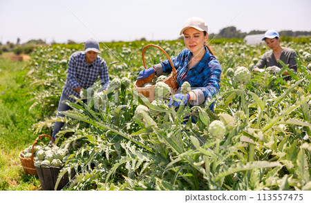 Plantation worker picking ripe artichokes on vegetable field 113557475