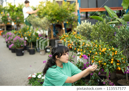 before buying,young girl examines fruits on citrus bush and wants to choose most ripe kumquats before buying,young girl examines fruits on citrus bush and wants to choose most ripe kumquats 113557577