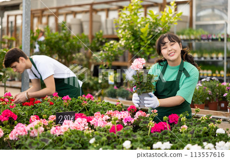 Professional young Asian female florist in uniform checking Geranium Pelargonium flower in pot during work in greenhouse 113557616