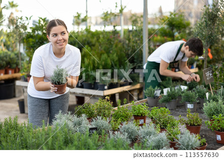 Focused young female consumer in casual wear choosing Thymus x Citriodorus in pot while buying plants in garden market Focused young female consumer in casual wear choosing Thymus x Citriodorus in pot while buying plants in garden market 113557630
