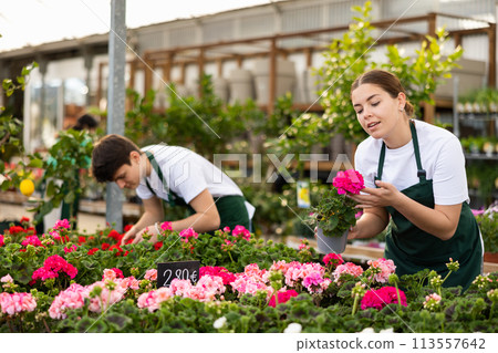 Two botanists taking care of potted Geranium Pelargonium flowers in greenhouse Two botanists taking care of potted Geranium Pelargonium flowers in greenhouse 113557642