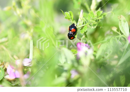 Ladyhosh ladybird Ladyhosh ladybird 113557710