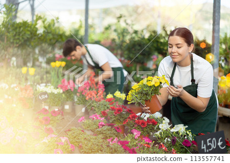 Professional positive young female worker gardening in glasshouse, checking Petunia flower in pot 113557741