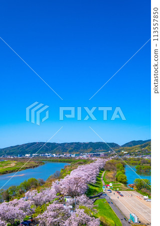 Cherry blossoms at Sewari Embankment in full bloom Cherry blossoms at Sewari Embankment in full bloom 113557850