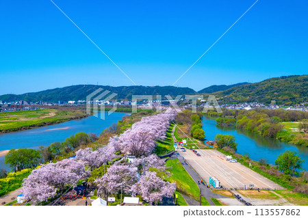 Cherry blossoms at Sewari Embankment in full bloom 113557862