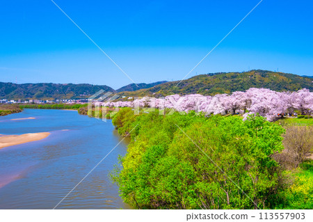 Cherry blossoms at Sewari Embankment in full bloom Cherry blossoms at Sewari Embankment in full bloom 113557903