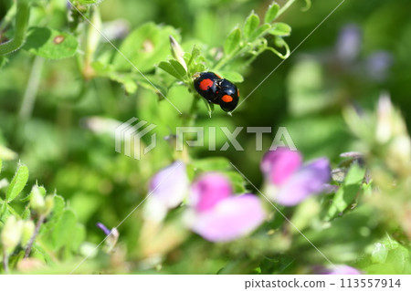 Ladyhosh ladybird Ladyhosh ladybird 113557914