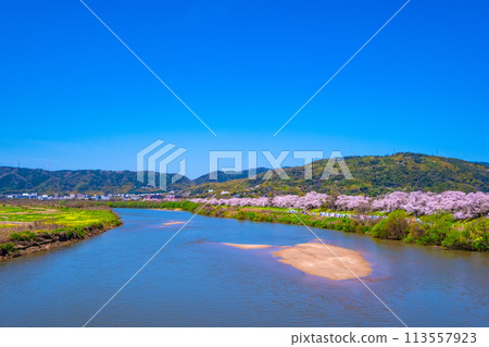 瀨割裡堤防櫻花盛開 瀨割裡堤防櫻花盛開 113557923