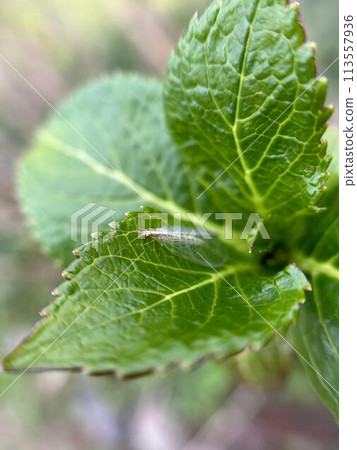 Close-up of hydrangea leaves and mayfly 113557936