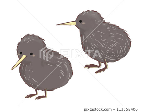 Simple kiwi illustration Simple kiwi illustration 113558406