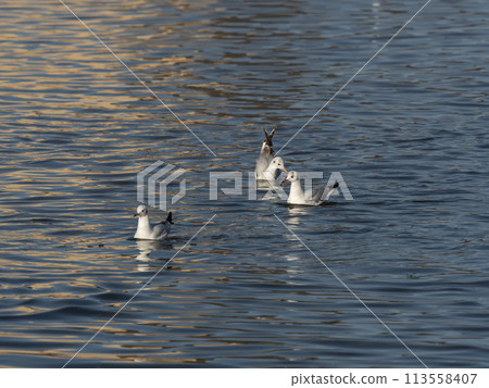 漂浮在大和河上的黑尾黑尾鷗 113558407