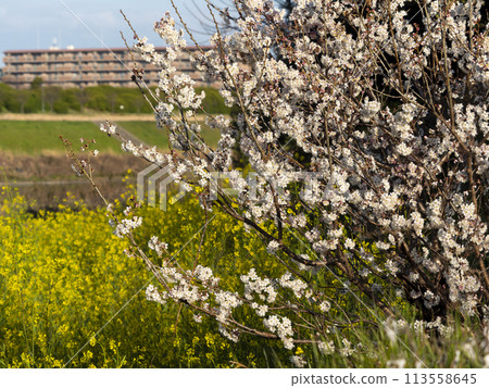 大和川河床上白梅花、油菜花盛開 113558645