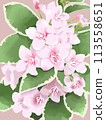 Variegated Weigela 113558651