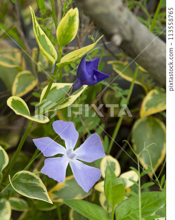 路邊盛開的長春花 路邊盛開的長春花 113558765