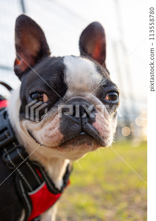Dogs playing in the dog run: Kaninchen Dachshund and Boston Terrier 113558780