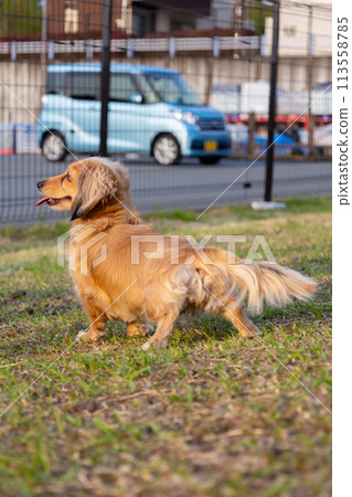 Dogs playing in the dog run: Kaninchen Dachshund and Boston Terrier 113558785