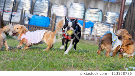Dogs playing in the dog run: Kaninchen Dachshund and Boston Terrier Dogs playing in the dog run: Kaninchen Dachshund and Boston Terrier 113558786