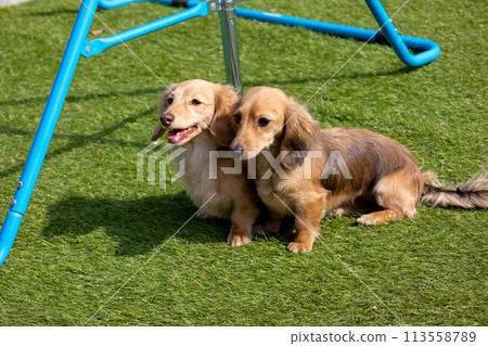 在狗跑道上玩耍的狗：Kaninhen 臘腸犬和波士頓梗犬 113558789