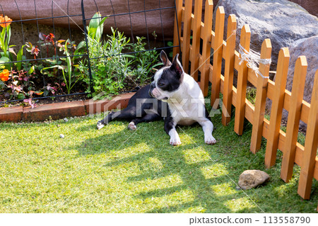 在狗跑道上玩耍的狗：Kaninhen 臘腸犬和波士頓梗犬 113558790