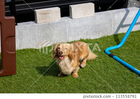 在狗跑道上玩耍的狗：Kaninhen 臘腸犬和波士頓梗犬 113558791