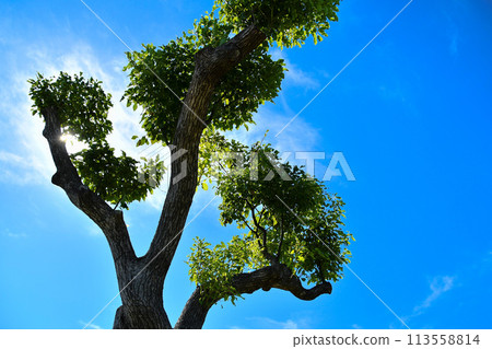 A tree extending into the blue sky 113558814