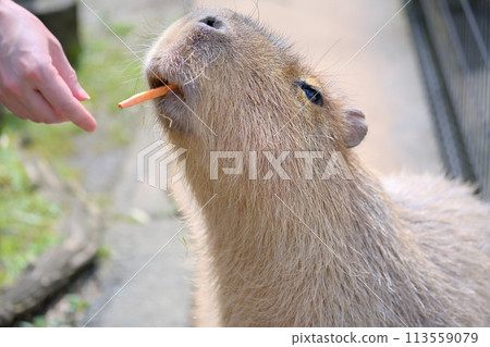 Capybara eating a carrot Capybara eating a carrot 113559079