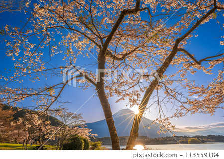 Mount Fuji and cherry blossoms at sunrise from Lake Tanuki 113559184