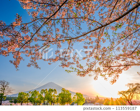 Somei-Yoshino cherry blossoms and fresh greenery at sunrise, and Mt. Fuji 113559187