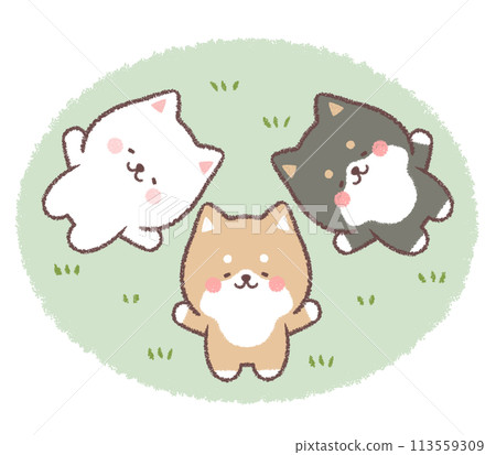 柴犬、黑柴犬和正在午睡的柴犬 113559309