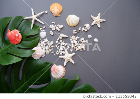 深灰色背景,熱帶樹葉和彩色貝殼 深灰色背景,熱帶樹葉和彩色貝殼 113559342