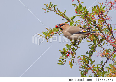 吃水果的太平鳥 113559365
