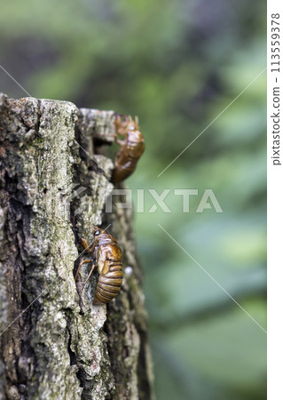 Cicada larvae and cicada shedding before emergence Cicada larvae and cicada shedding before emergence 113559378