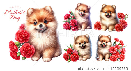 Pomeranian puppy and red carnation watercolor illustration material set 113559583