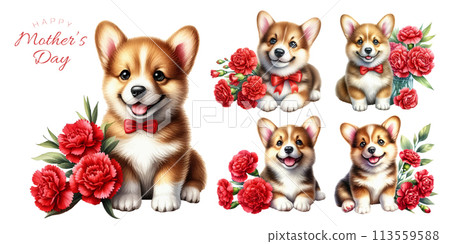 柯基犬小狗與紅色康乃馨水彩插畫素材集 113559588
