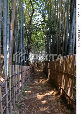 Bamboo forest landscape (Hiyodori Hill in Sakura City) 113559593