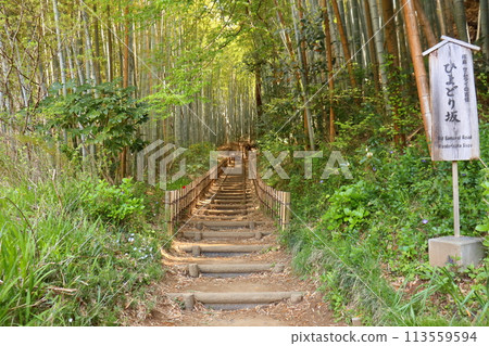Bamboo forest landscape (Hiyodori Hill in Sakura City) Bamboo forest landscape (Hiyodori Hill in Sakura City) 113559594