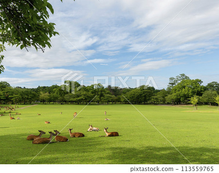夏天的奈良公園春日野園地和一群鹿休息 夏天的奈良公園春日野園地和一群鹿休息 113559765