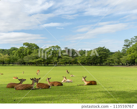 夏天的奈良公園春日野園地和一群鹿休息 夏天的奈良公園春日野園地和一群鹿休息 113559767