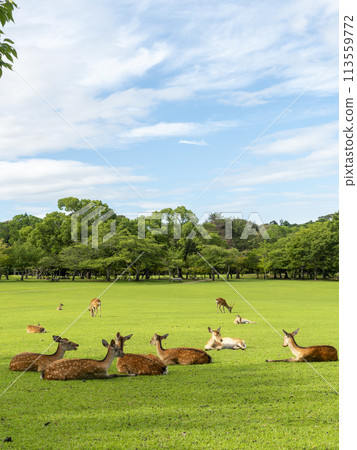 夏天的奈良公園春日野園地和一群鹿休息 113559772