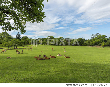 夏天的奈良公園春日野園地和一群鹿休息 113559774