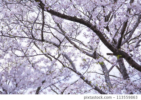 Cherry blossoms in full bloom Somei Yoshino 113559863