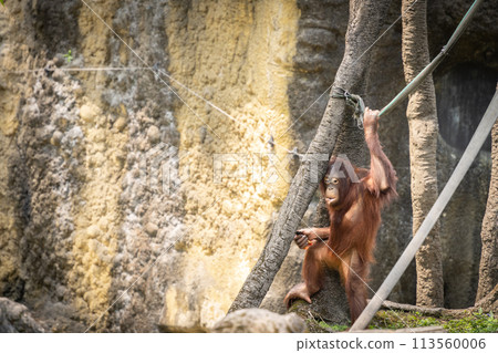 Sad young orangutan in zoo wandering amongst the trees, Taipei, Taiwan 113560006