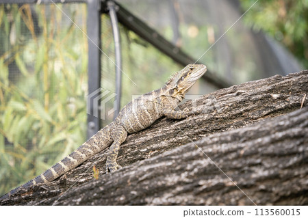 Inland bearded dragon lizard climbing the tree trunk, australian native wildlife 113560015