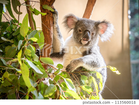 Closeup portrait of cute koala bear chilling on eucalyptus tree, australian native wildlife Closeup portrait of cute koala bear chilling on eucalyptus tree, australian native wildlife 113560018