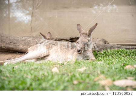 Sleepy kangaroo lying on the grass and chilling, australian native wildlife Sleepy kangaroo lying on the grass and chilling, australian native wildlife 113560022