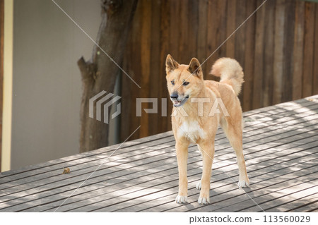 Orange dingo dog standing and staring to distance, australian native wildlife Orange dingo dog standing and staring to distance, australian native wildlife 113560029