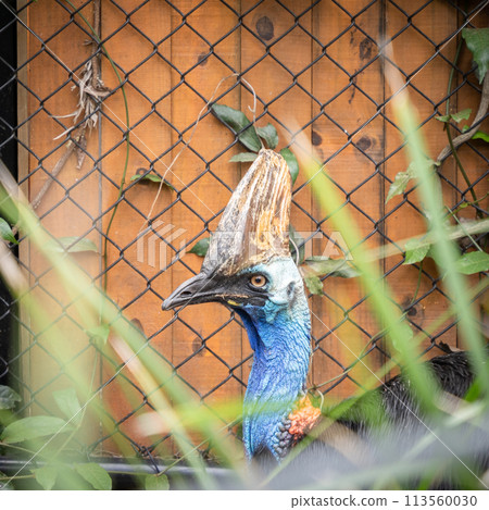Headshot of cassowary hiding in foliage, australian native wildlife Headshot of cassowary hiding in foliage, australian native wildlife 113560030