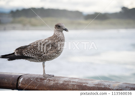 Curious brown and white seagull standing on a wooden railing posing, New Zealand 113560036