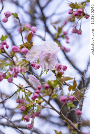 Yaezakura flowers just starting to bloom 113560246