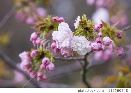 Yaezakura flowers just starting to bloom 113560248